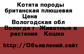 Котята породы британская плюшевая › Цена ­ 3 000 - Вологодская обл., Вологда г. Животные и растения » Кошки   
